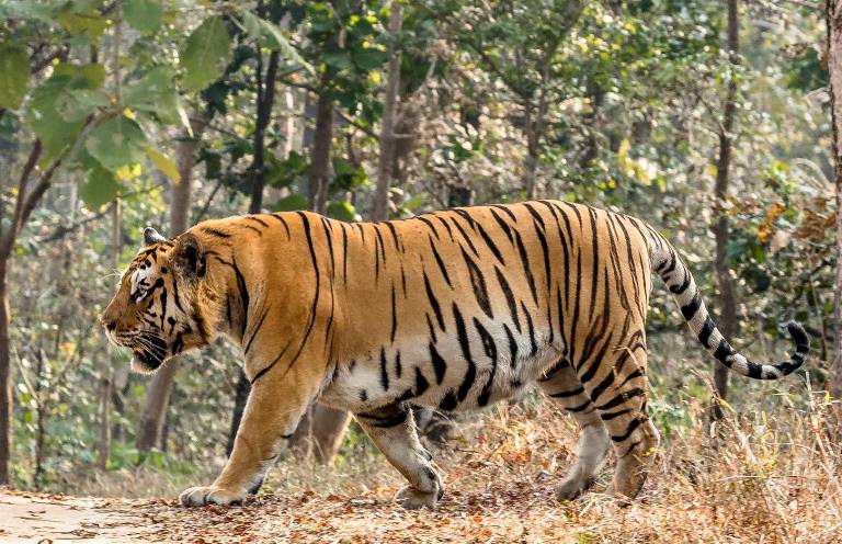 Anil Agarwal Foundation’s animal welfare project TACO to grant INR 1 crore to Ramgarh Vishdhari Tiger Reserve